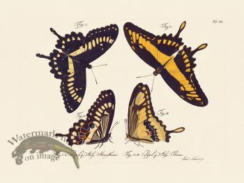 Jablonsky Butterfly 040